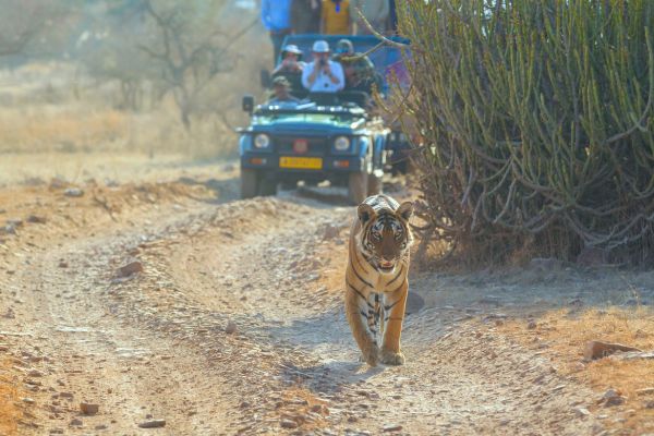 Ranthambore tiger safari jeep booking