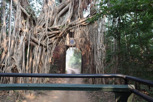 Royal Bengal Tiger walking in Ranthambore