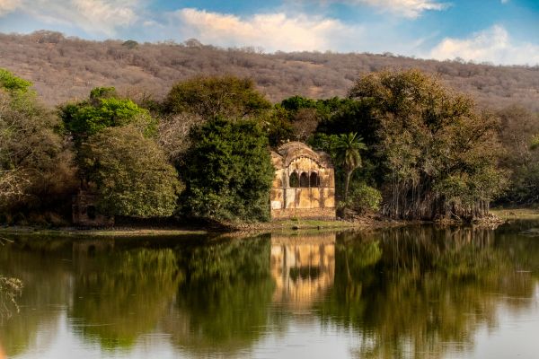 Tiger resting in jungle