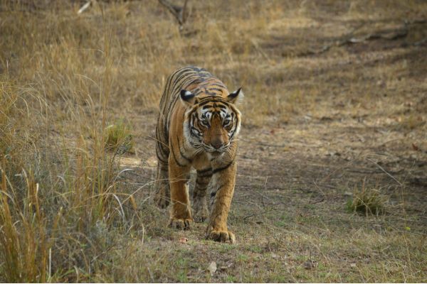 Sloth bear in Ranthambore